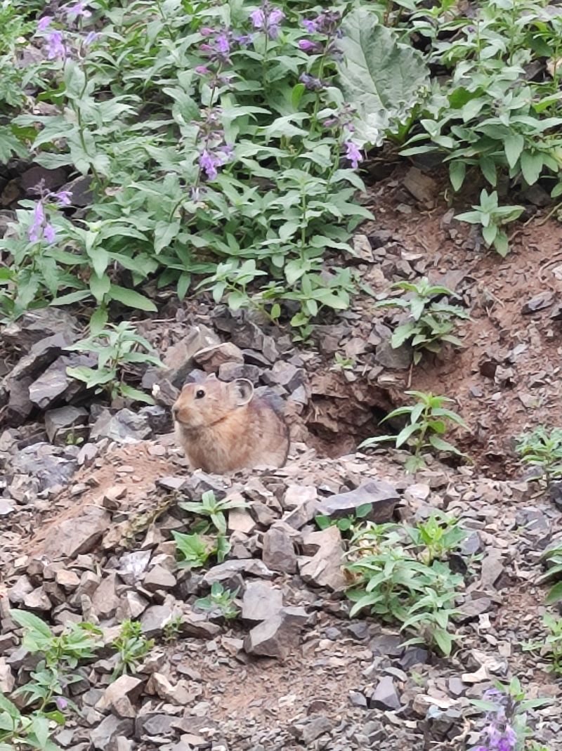 5 pika